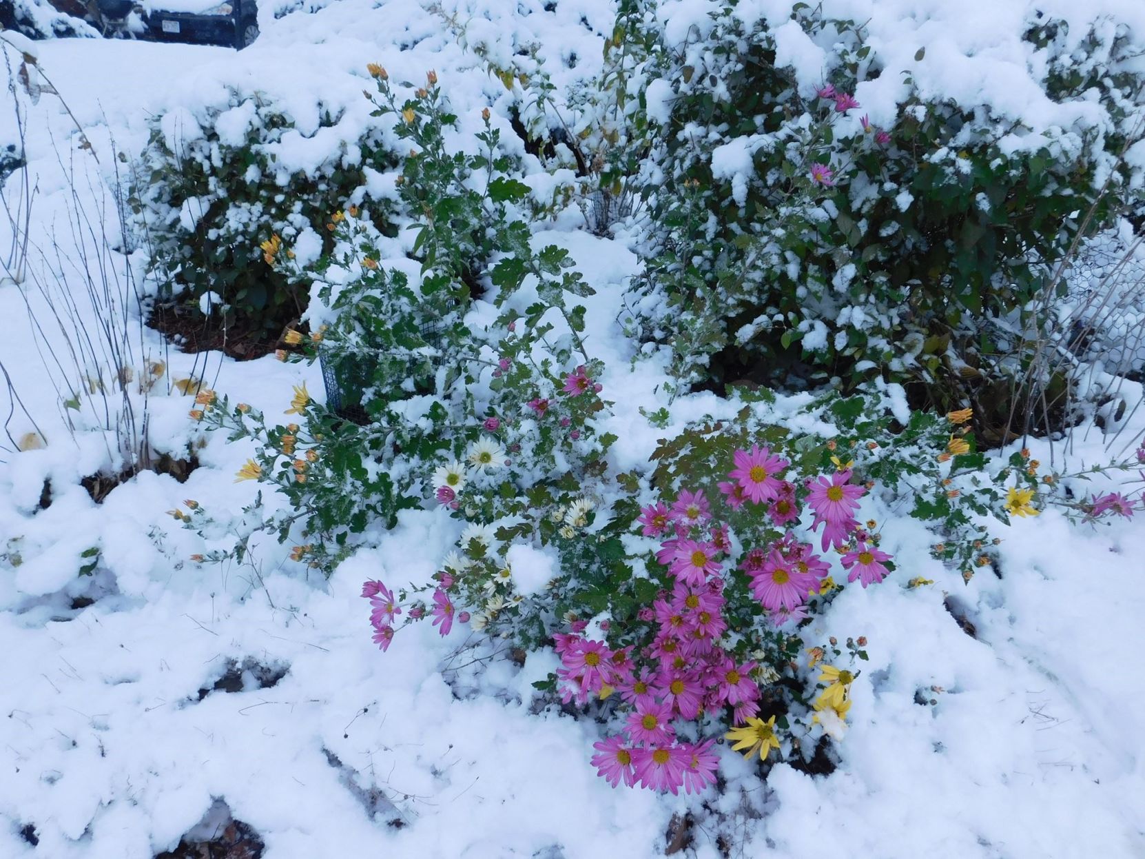 Snow-Covered Blooms